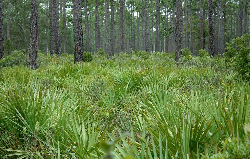Chilly winters & Palm trees (global warming, precipitation, clouds, map